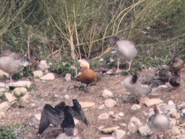 Ruddy Shelduck  - Tomasz Doroń