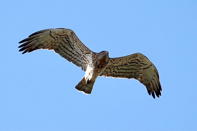 gadożer  - Mateusz Gutowski