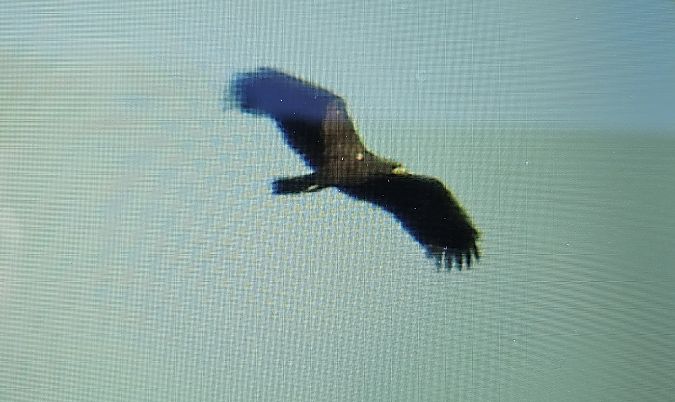 Greater Spotted Eagle  - Krzysztof Kajzer