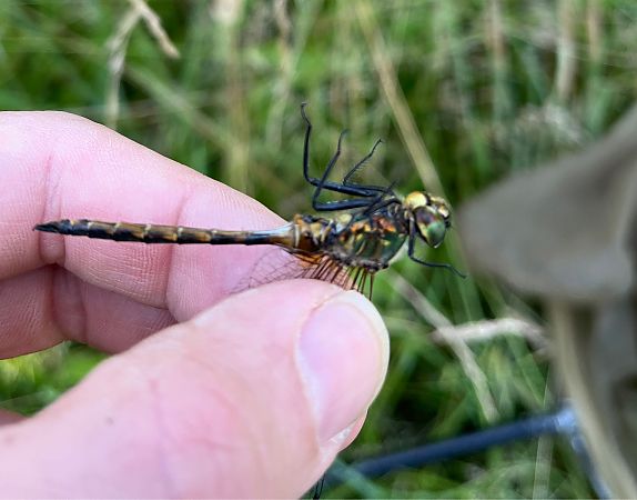 Somatochlora flavomaculata  - Ivan Chiandetti