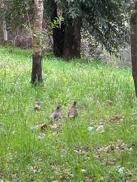 Grey Partridge 