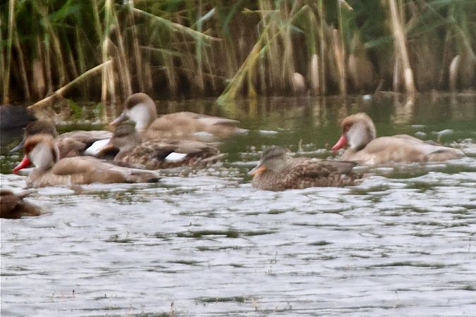 Kolbenente  - Wolfram Eberstein