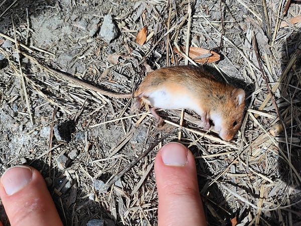 Rat des moissons  - Guillaume Quesnel