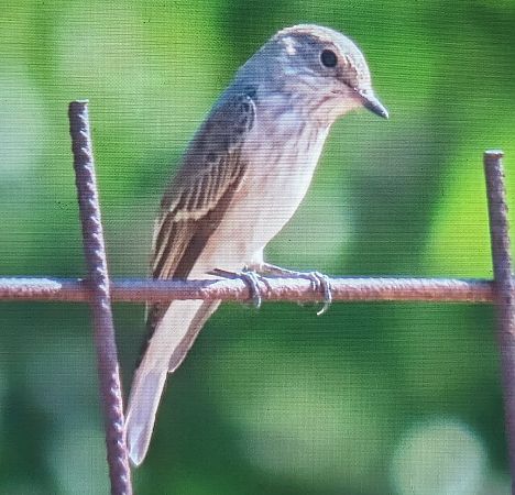 Gobemouche gris  - Ferran Pujol