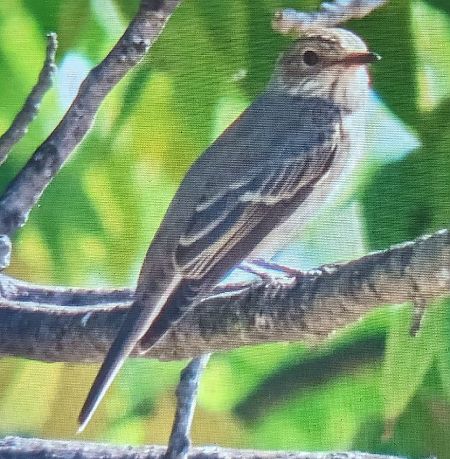 Spotted Flycatcher  - Ferran Pujol