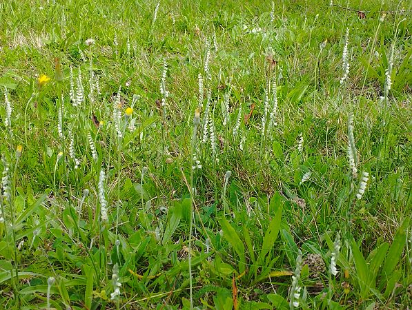 Spiranthes spiralis  - Gérard Joseph