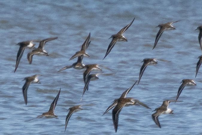 Curlew Sandpiper  - Katarzyna Szałas