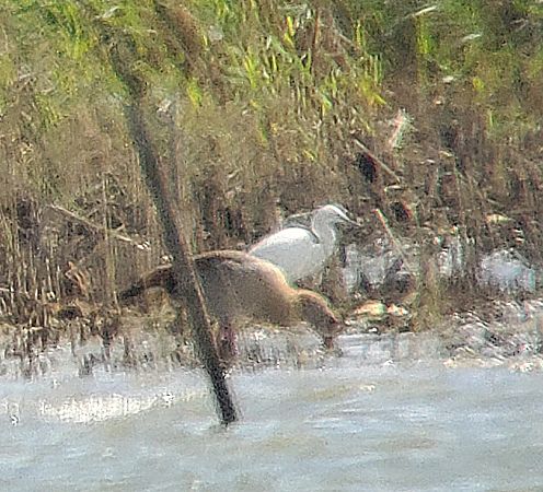 Aigrette garzette  - Alain Lehalle