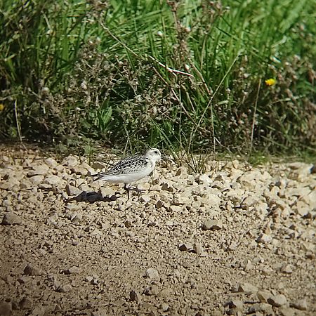 Bécasseau sanderling  - Marius Ricou