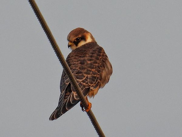 kobczyk  - Kacper Mikulski