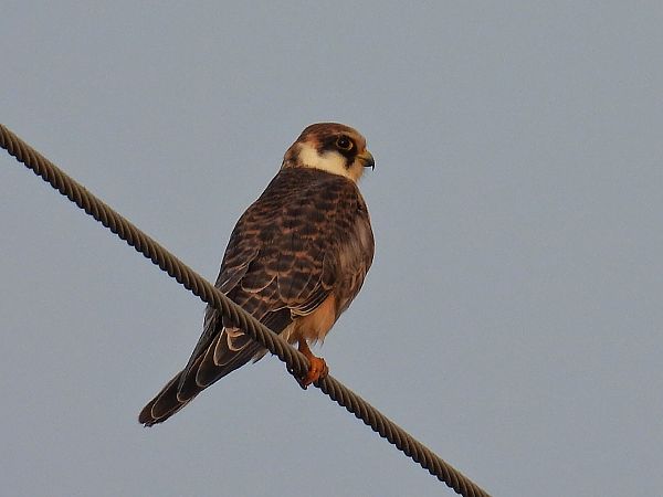 Faucon kobez  - Kacper Mikulski