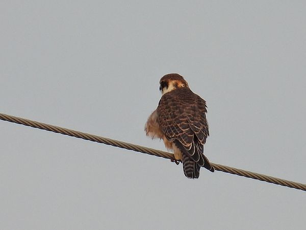 Faucon kobez  - Kacper Mikulski