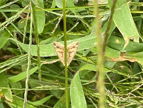 Sitochroa verticalis  - Maria Rita Gelso