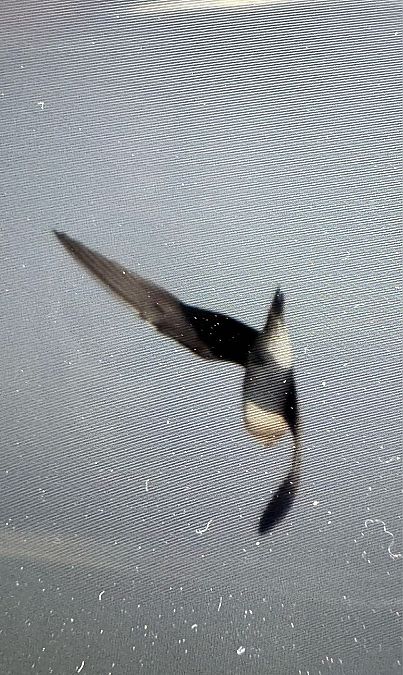 Black-winged Pratincole  - Tomasz Górny