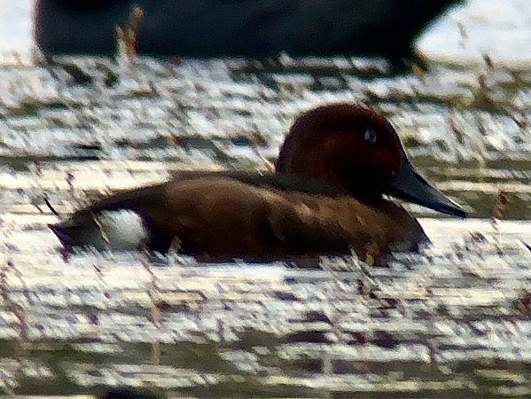 Moorente  - Wolfram Eberstein