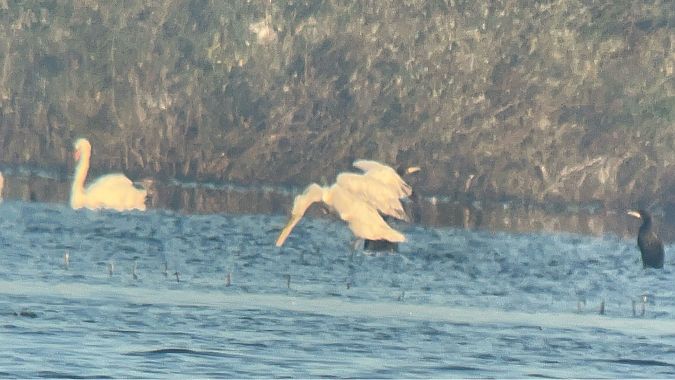 Krauskopfpelikan  - Maciej Aleksandrowicz