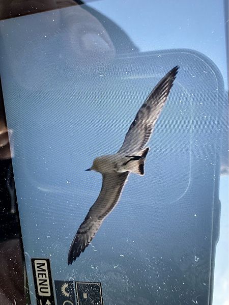 Mediterranean Gull  - Tomasz Górny