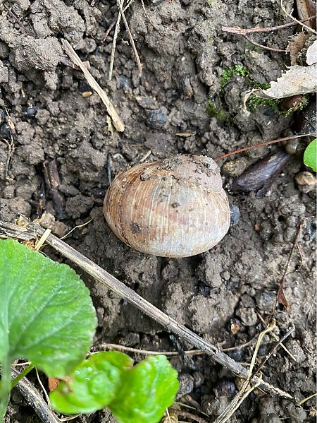 Helix pomatia  - Maria Rita Gelso