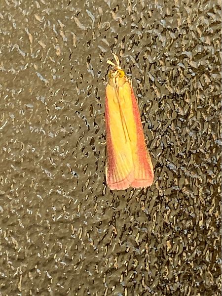 Oncocera semirubella  - Maria Rita Gelso