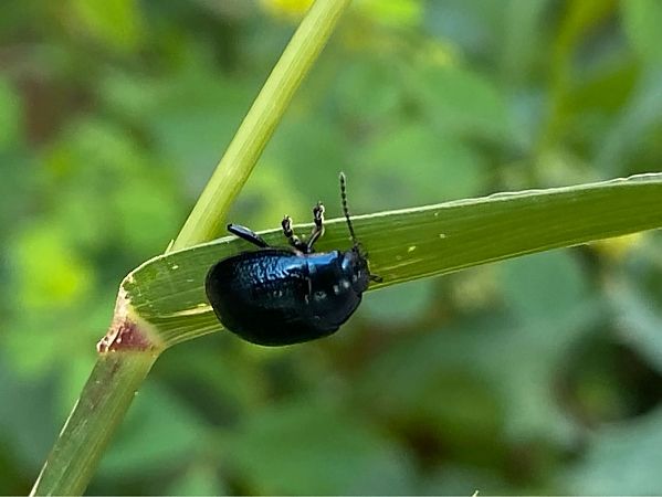 Chrysolina oricalcia  - Maria Rita Gelso