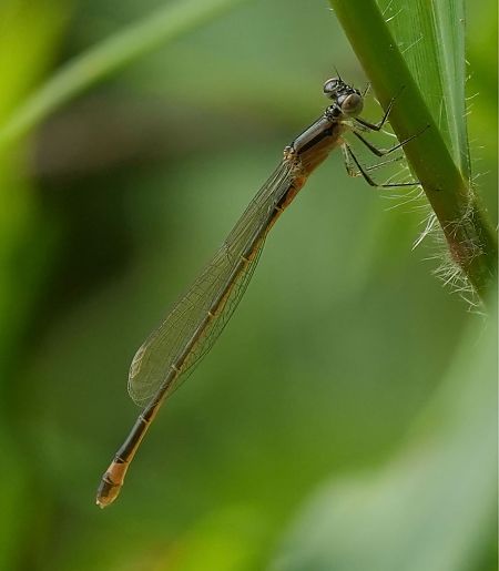 Azulillo elegante  - Roman Monnier