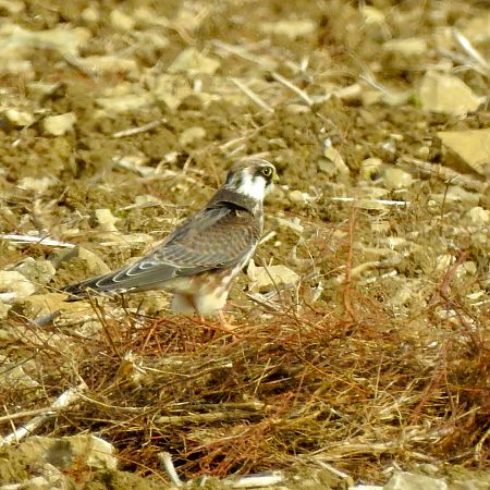 Faucon kobez  - Eckehard Jagdmann