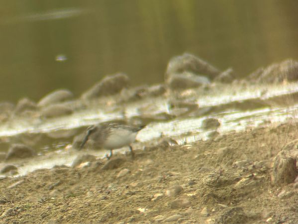 Bécasseau falcinelle 