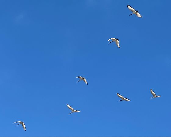 Ibis sacro  - Sébastien Duveau