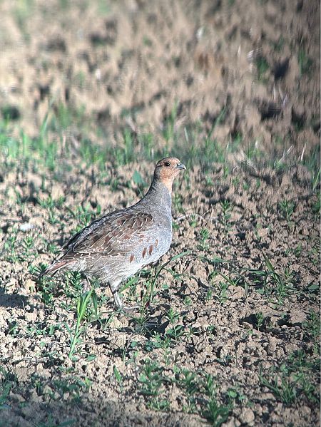 Rebhuhn  - Simon Eiginger