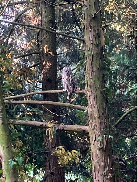 puszczyk  - Marian Giertych