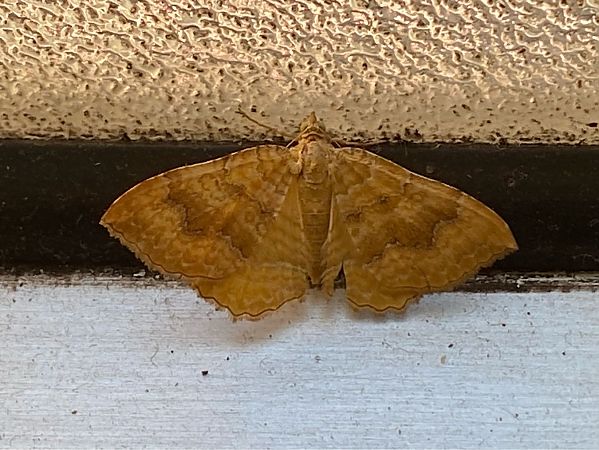 Camptogramma bilineata  - Maria Rita Gelso