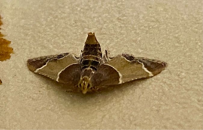 Pyralis farinalis  - Maria Rita Gelso