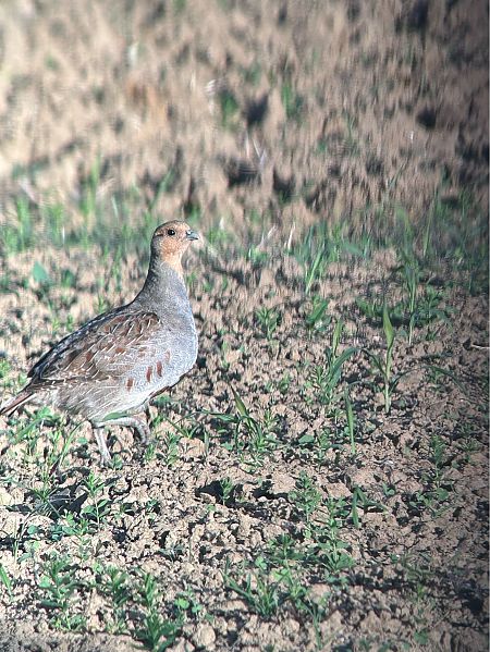 Rebhuhn  - Simon Eiginger