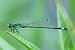 Ischnure élégante (Ischnura elegans) © Roman Monnier
