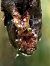 Souris domestique (M.m.domesticus)  - Roman Monnier