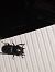 Lucanus tetraodon  - Sara Stella (FVG)