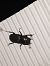 Lucanus tetraodon  - Sara Stella (FVG)