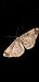 Peribatodes rhomboidaria © Michele Cento
