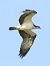 Falco pescatore (Pandion haliaetus) © Massimo Tassinari