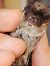 Pipistrello di Savi (Hypsugo savii) © Gastone Gaiba