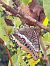 Two-tailed Pasha (Charaxes jasius) © Nicolas Van Meer Hargain (jardin Botanique Littoral)