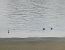 Curlew Sandpiper 