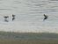 Curlew Sandpiper 