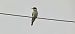 European Bee-eater  - Sebastian Watras