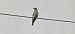 European Bee-eater  - Sebastian Watras