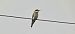 European Bee-eater  - Sebastian Watras
