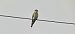 European Bee-eater  - Sebastian Watras