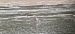 Bar-tailed Godwit  - Sebastian Watras