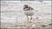 Corriere grosso (Charadrius hiaticula) © Giuseppe Di Lieto