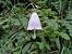 Adenophora liliifolia © Alexandra Cfr Mareschi (FVG)